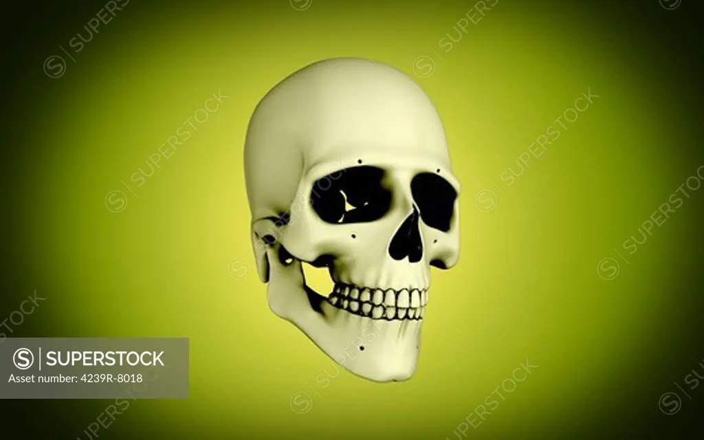 Conceptual view of human skull.