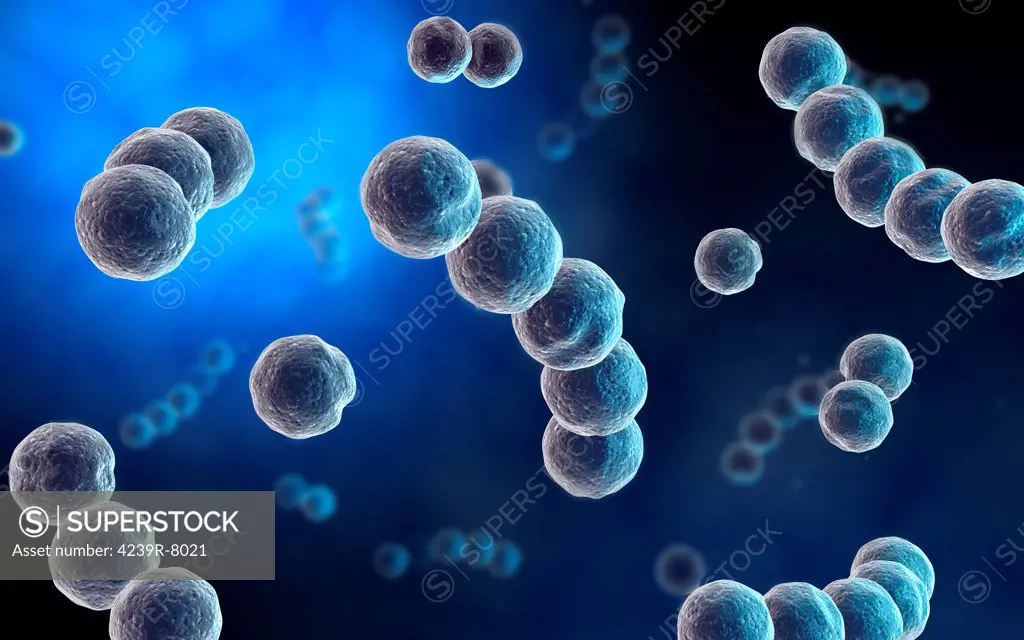 Microscopic view of streptococcus.