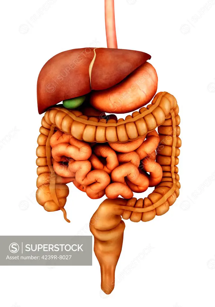 Anatomy of human digestive system, front view.