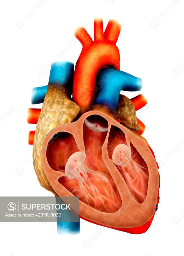 Anatomy of human heart, cross section.