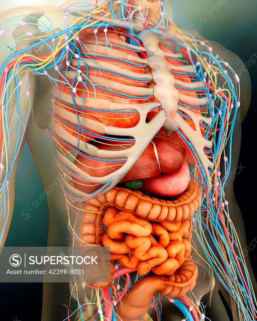 Perspective view of human body, whole organs and bones.