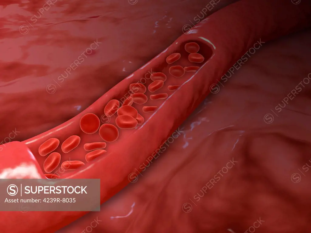 Artery cross section with red blood cell flow.