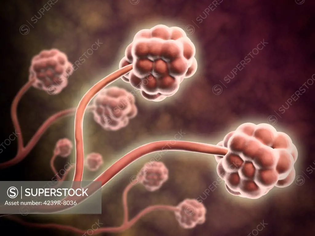 Microscopic view of Stachybotrys chartarum. Stachybotrys chartarum, also called Stachybotrys atra, Stachybotrys alternans or Stilbospora chartarum, is a black mold.