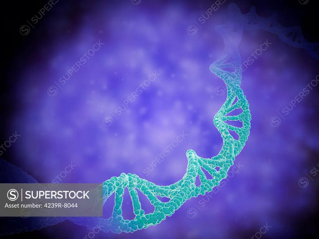 Stylized view of strands of human DNA or deoxyribonucleic acid.