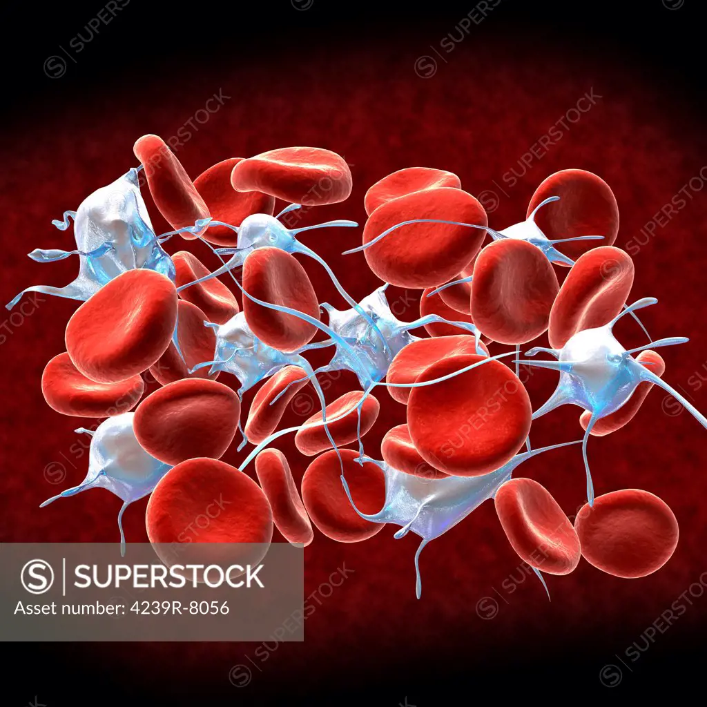 Red blood cells with leukocytes..