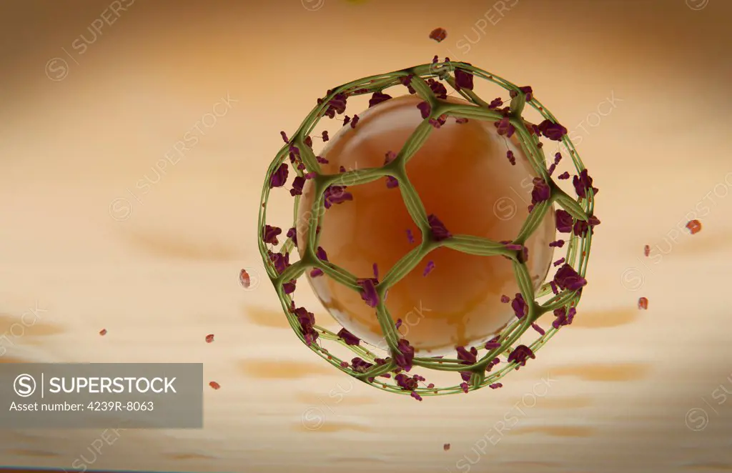 Clathrin Mediated Endocytosis