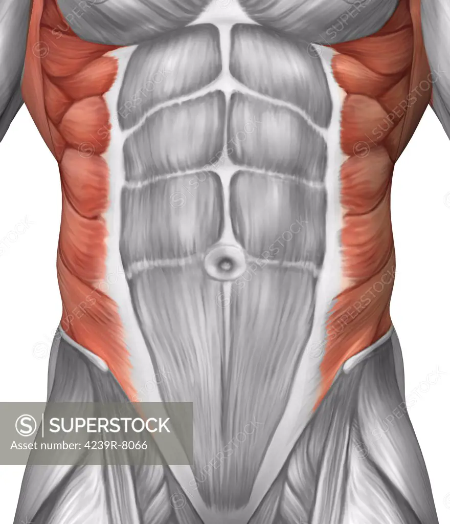 Male muscle anatomy of the abdominal wall.