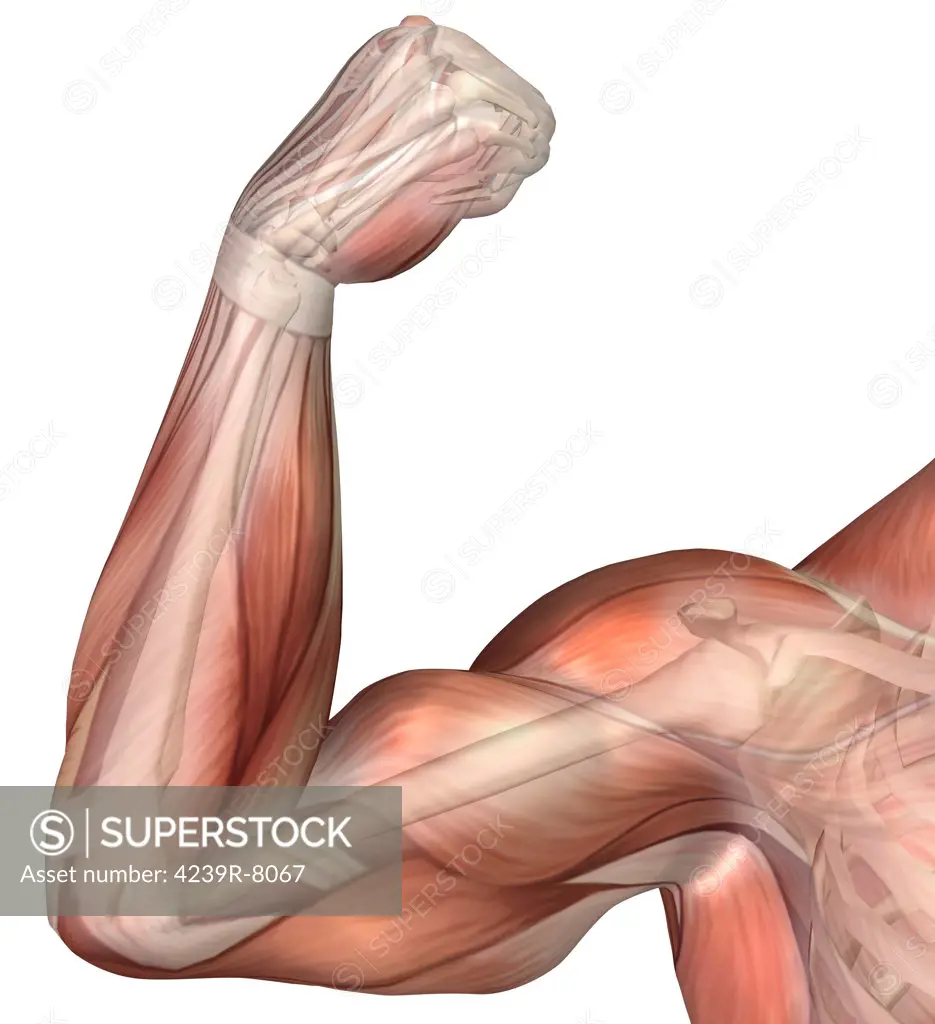 Illustration of a flexed arm showing human bicep muscle.