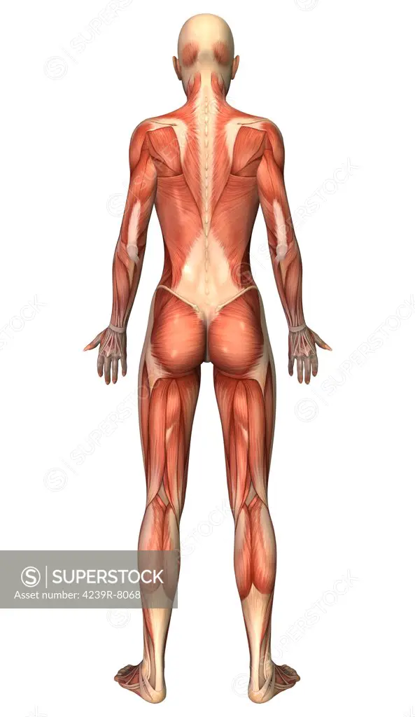 Female muscular system, back view.