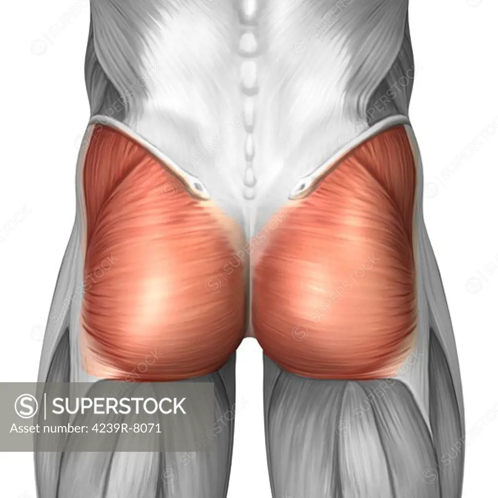 Close-up view of human gluteal muscles.