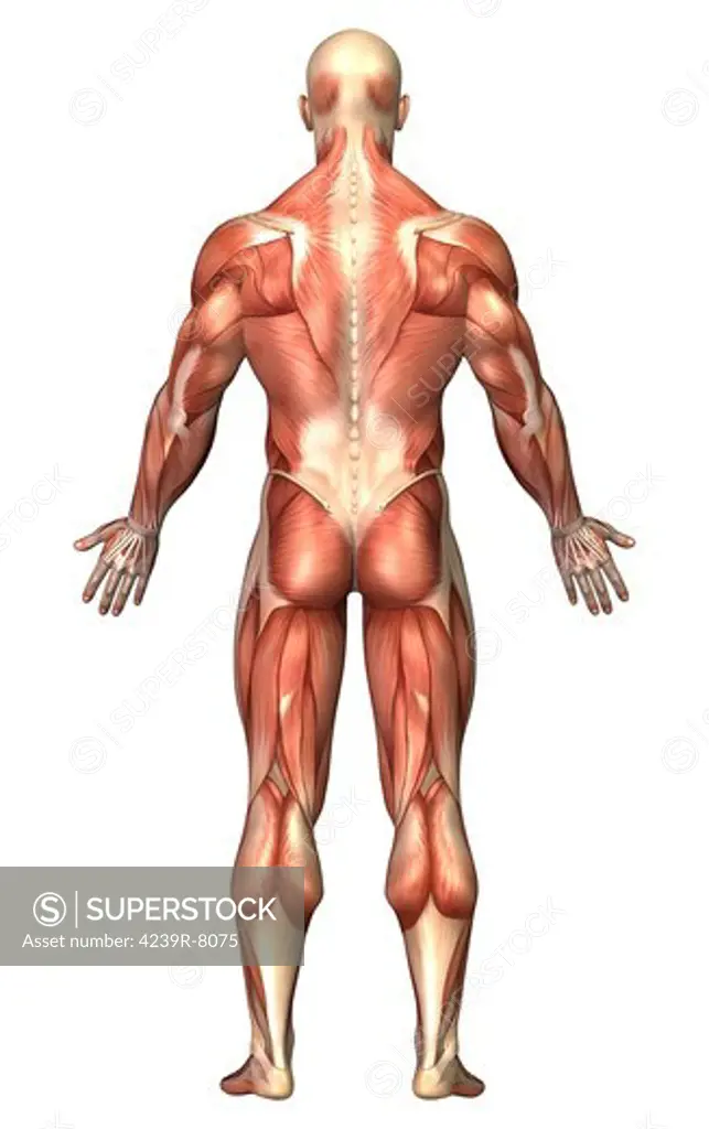 Anatomy of male muscular system, back view.