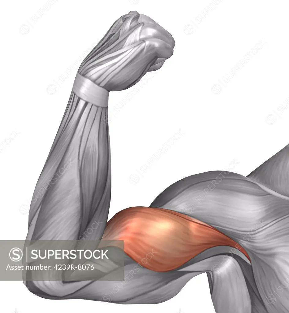 Illustration of a flexed arm showing bicep muscle.