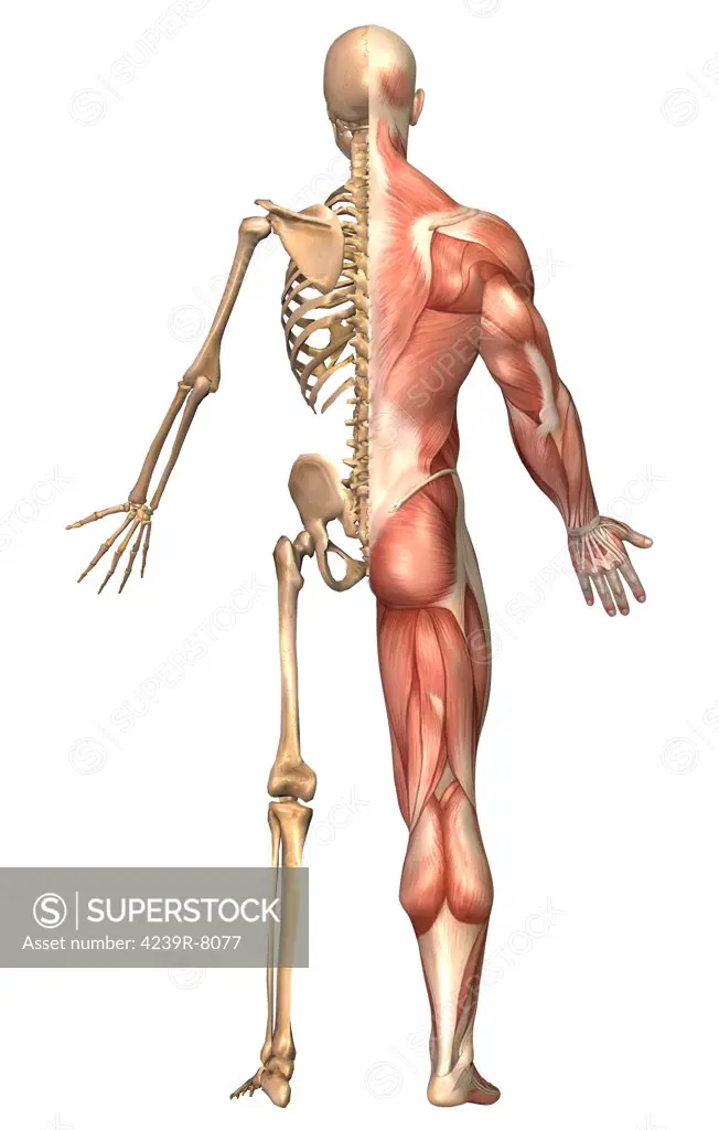 Medical illustration of the human skeleton and muscular system, back view.
