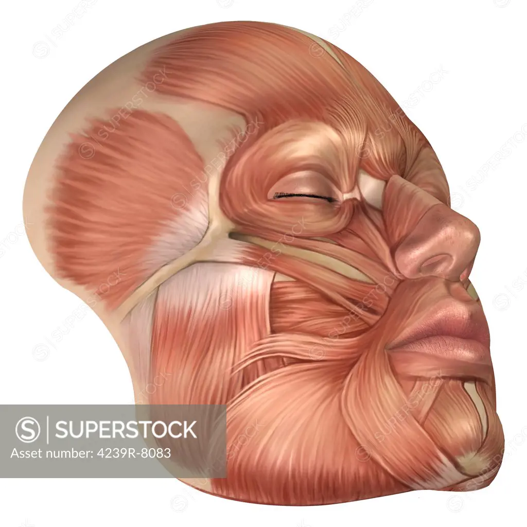 Anatomy of human face muscles.
