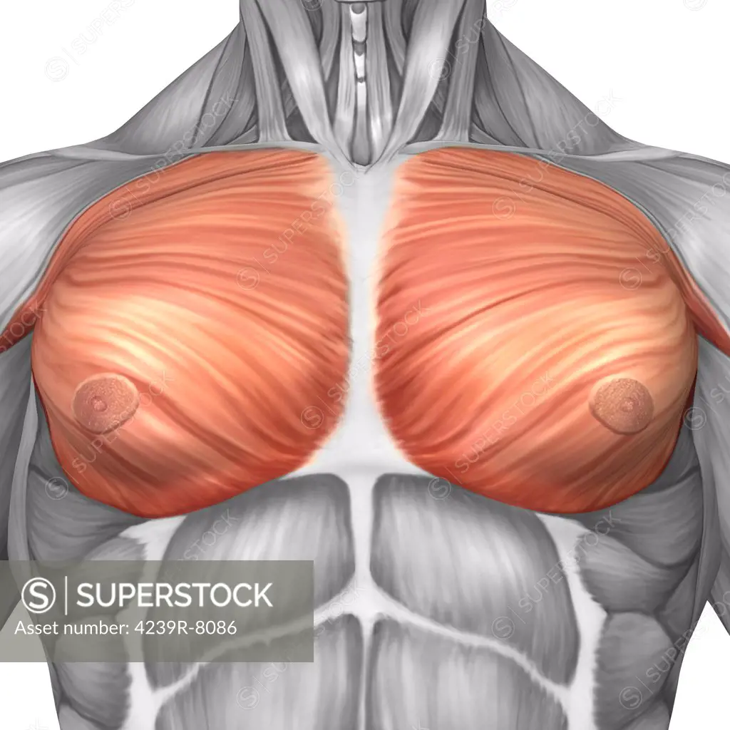 Anatomy of male pectoral muscles.