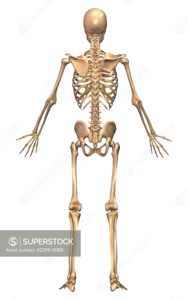 Human skeletal system, back view.