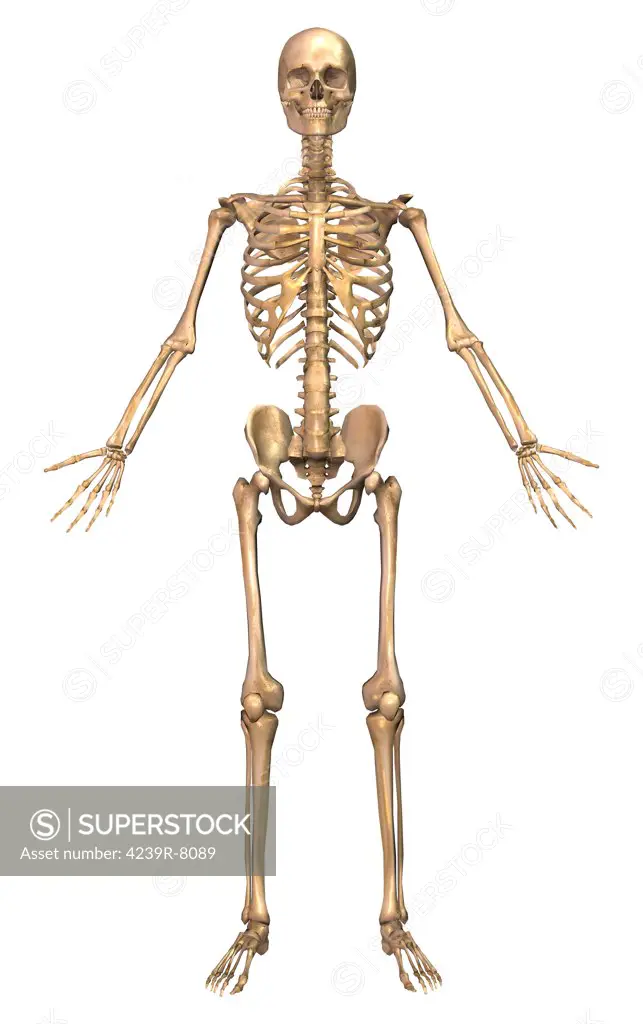 Human skeletal system, front view.