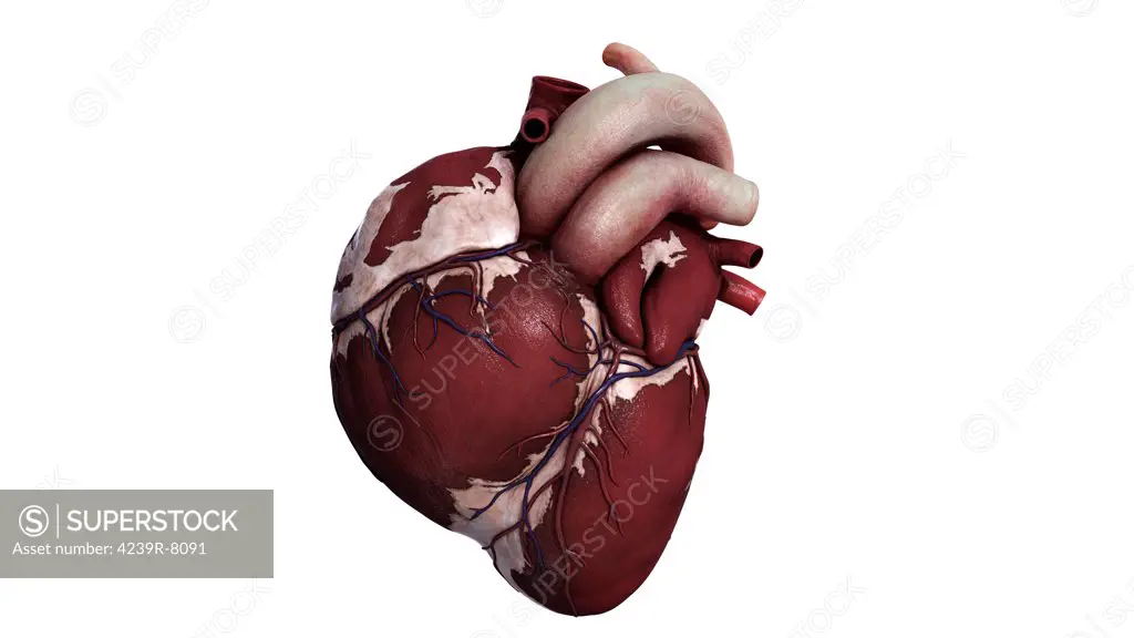 Three dimensional view of human heart, front.