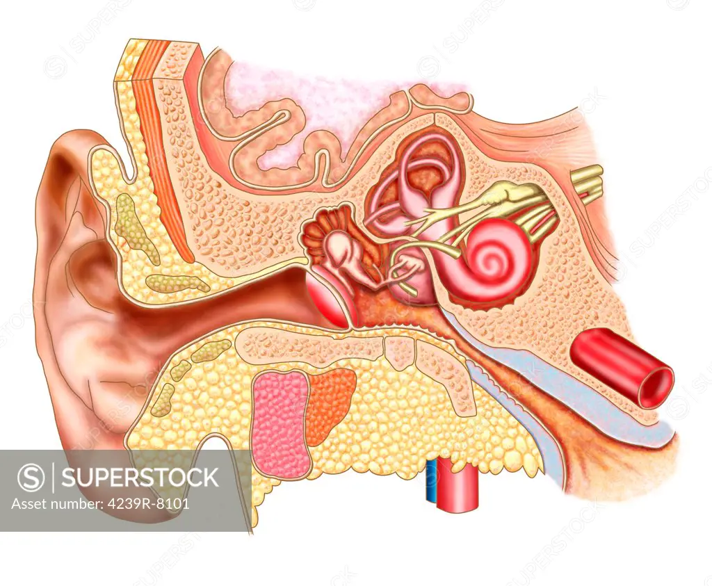 Anatomy of human ear.