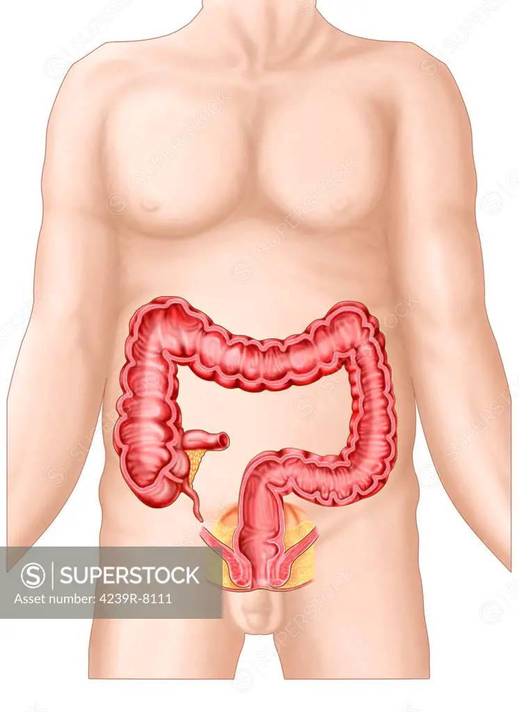 Sectional view of large intestine.