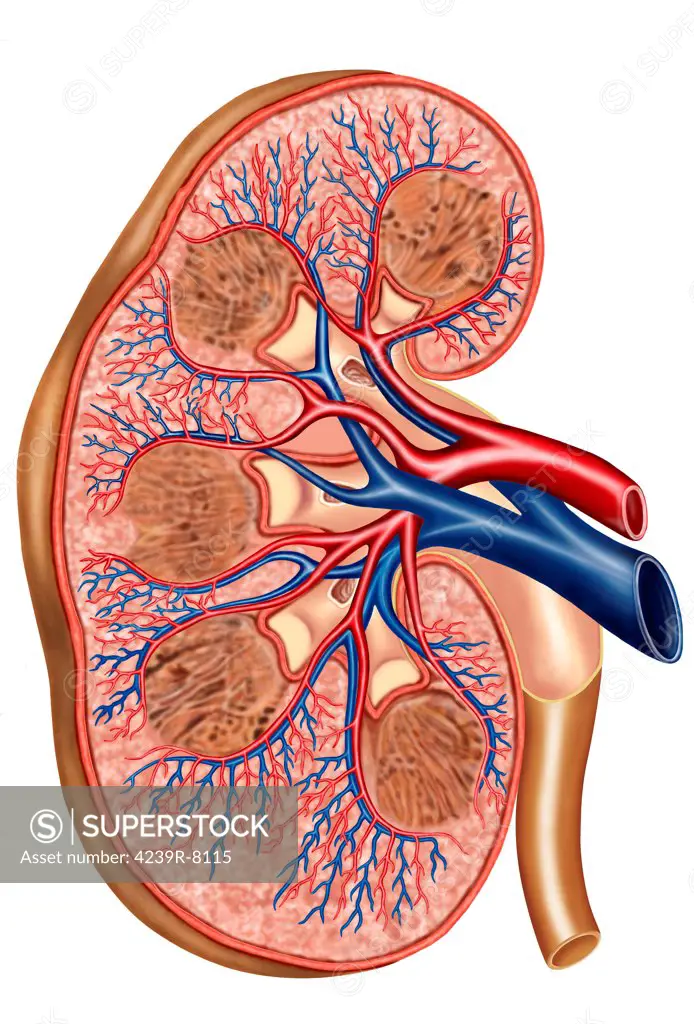 Cross section of internal anatomy of kidney.