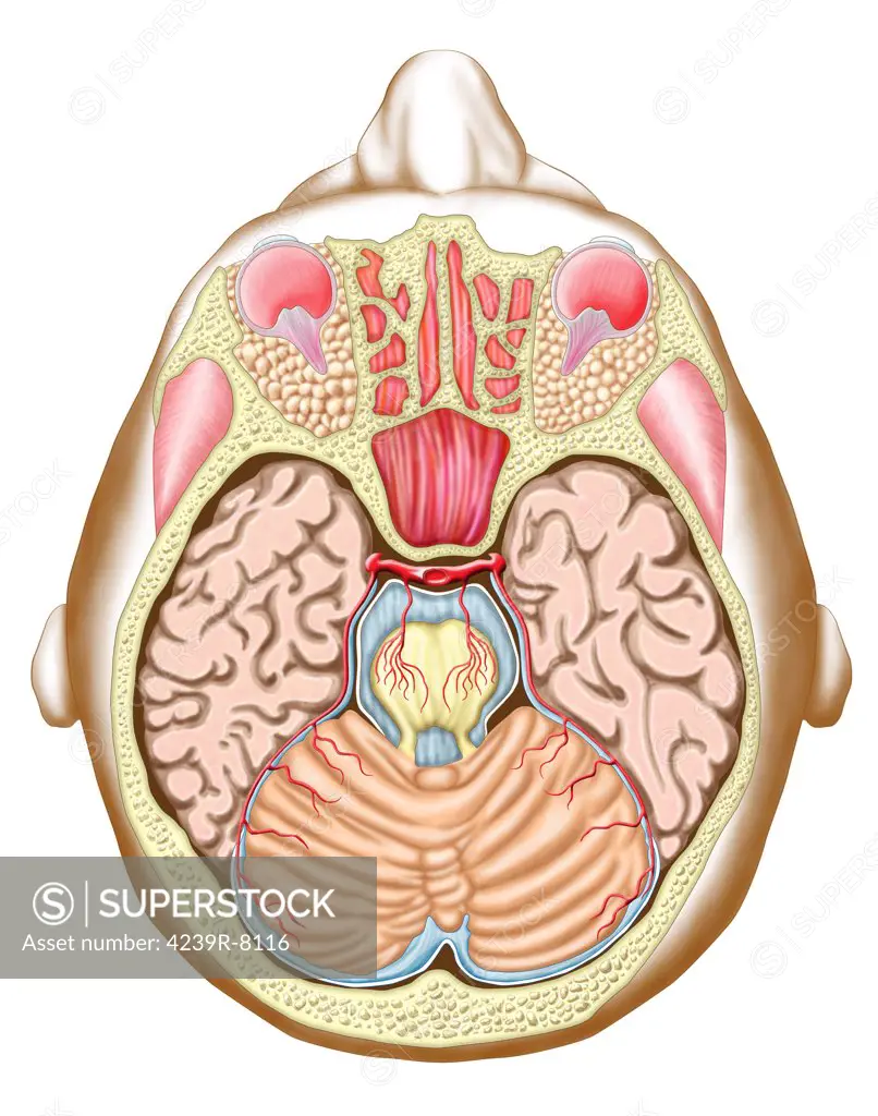Transverse section of the midbrain.