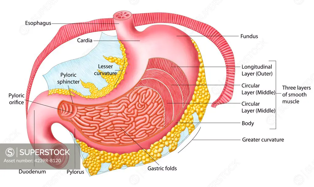 Anatomy of the human stomach.