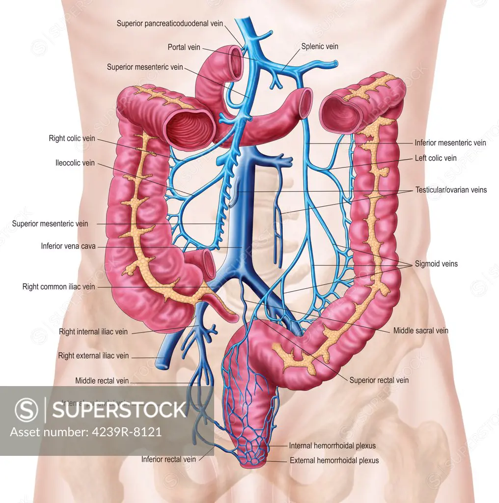 Anatomy of human abdominal vein system.