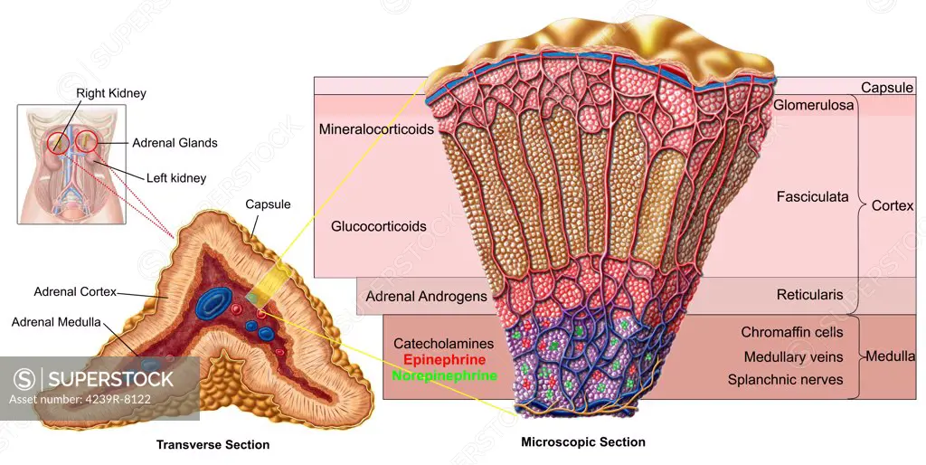 Anatomy of adrenal gland, cross section.