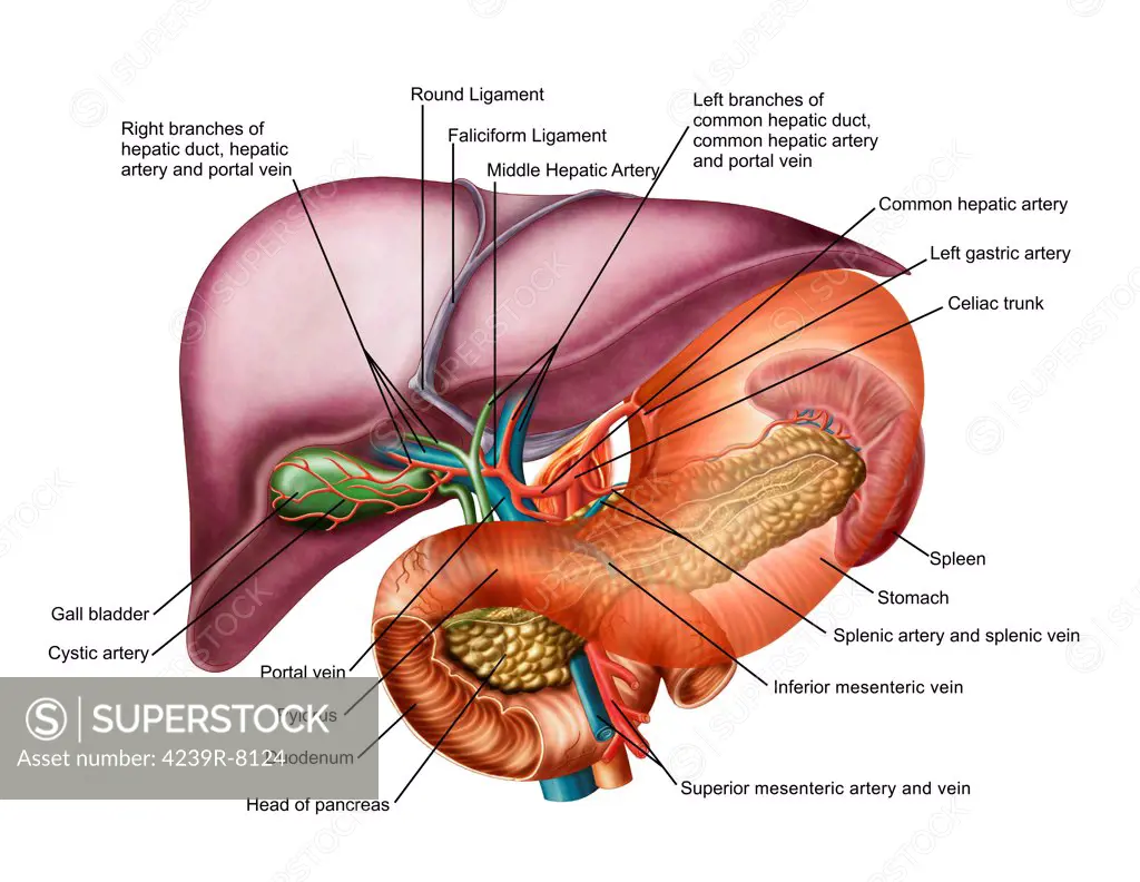 Anatomy of liver, antero-visceral view.