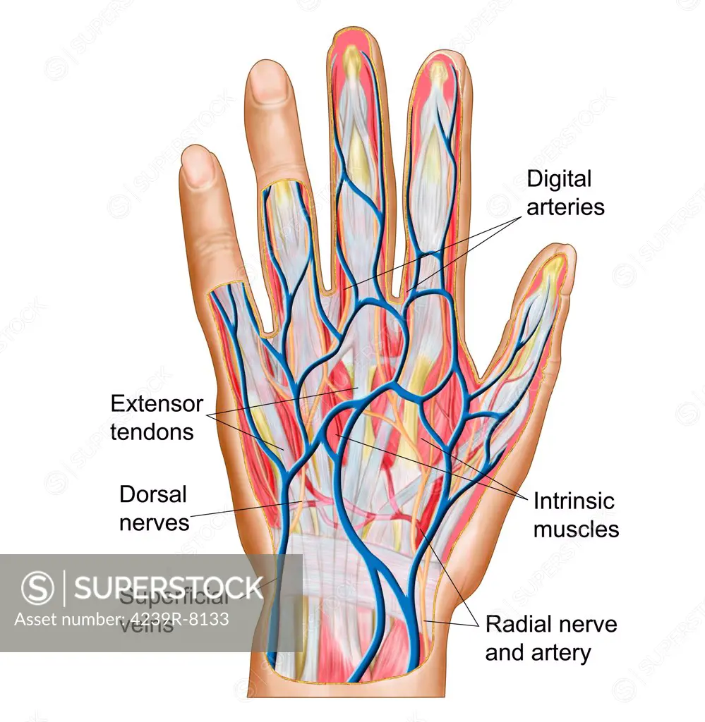 Anatomy of back of human hand.