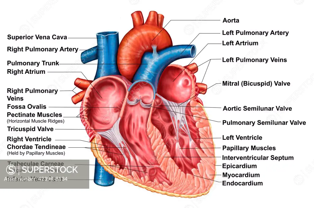 Anatomy of heart interior, frontal section.