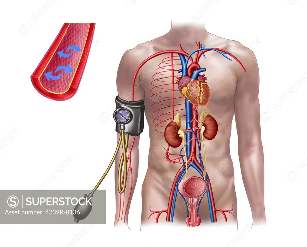 Blood pressure and circulatory system.