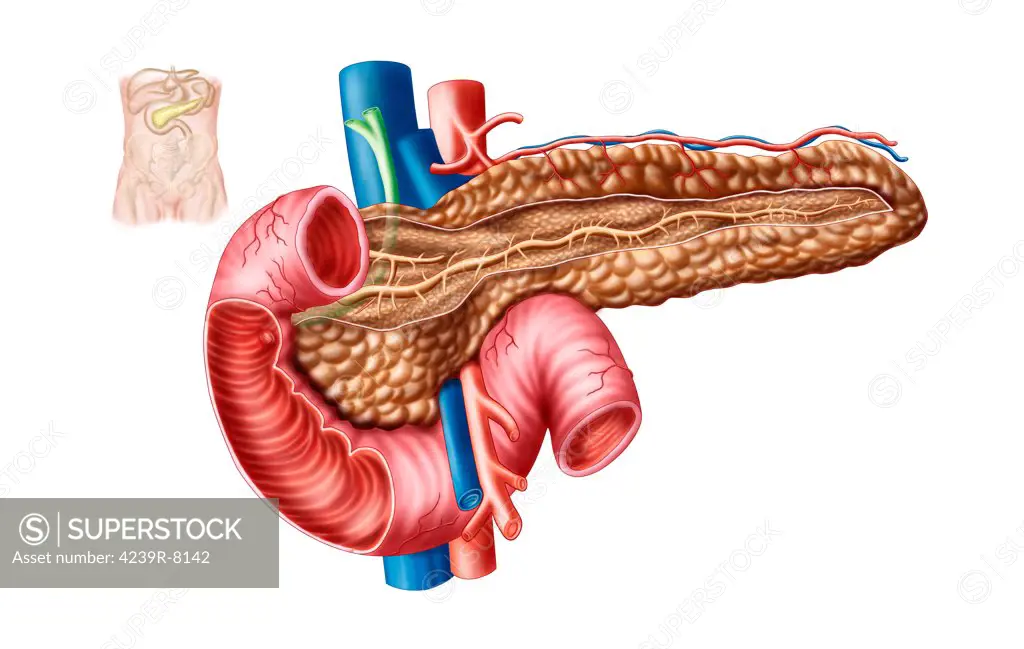 Anatomy of pancreas.