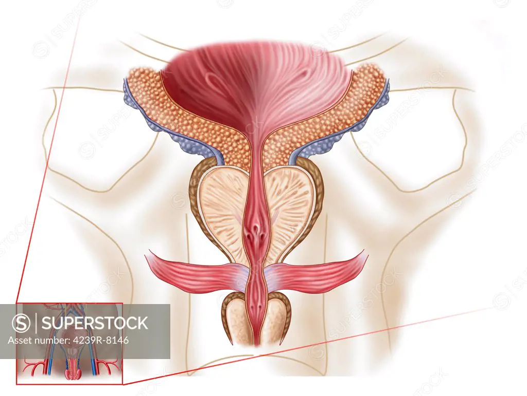 Anatomy of prostate gland.