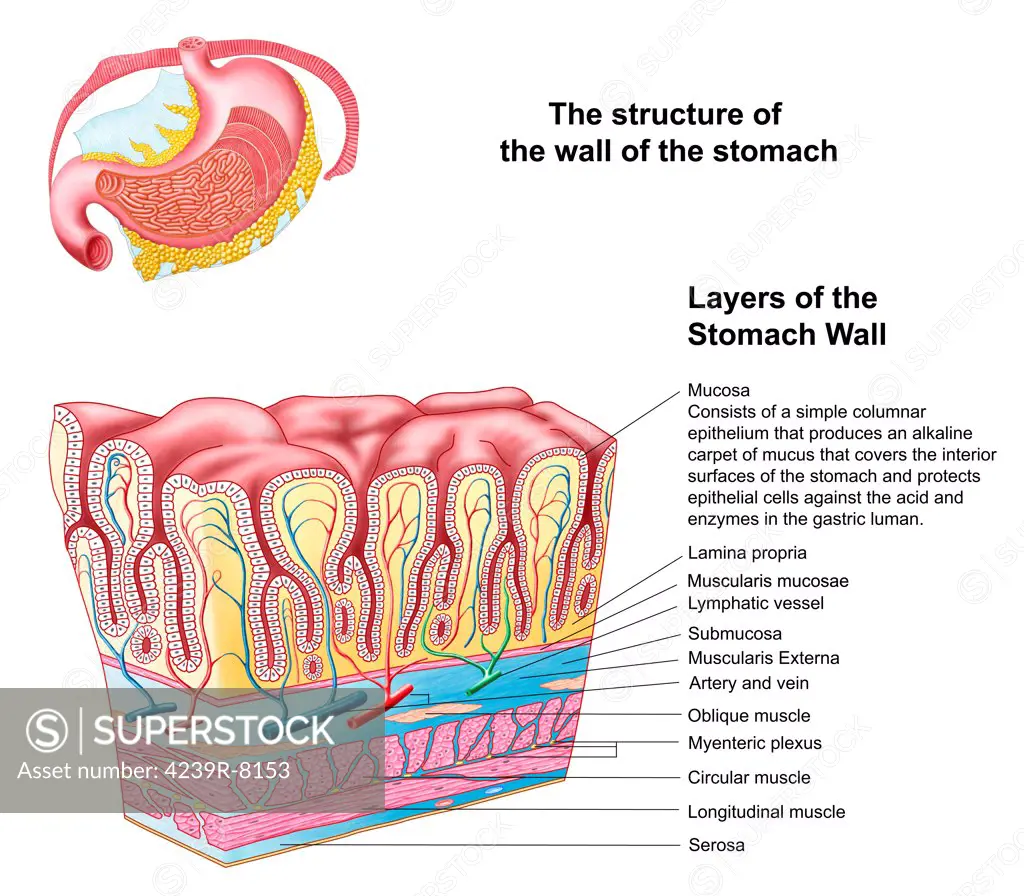 Anatomy of the structure and layers of the stomach wall.