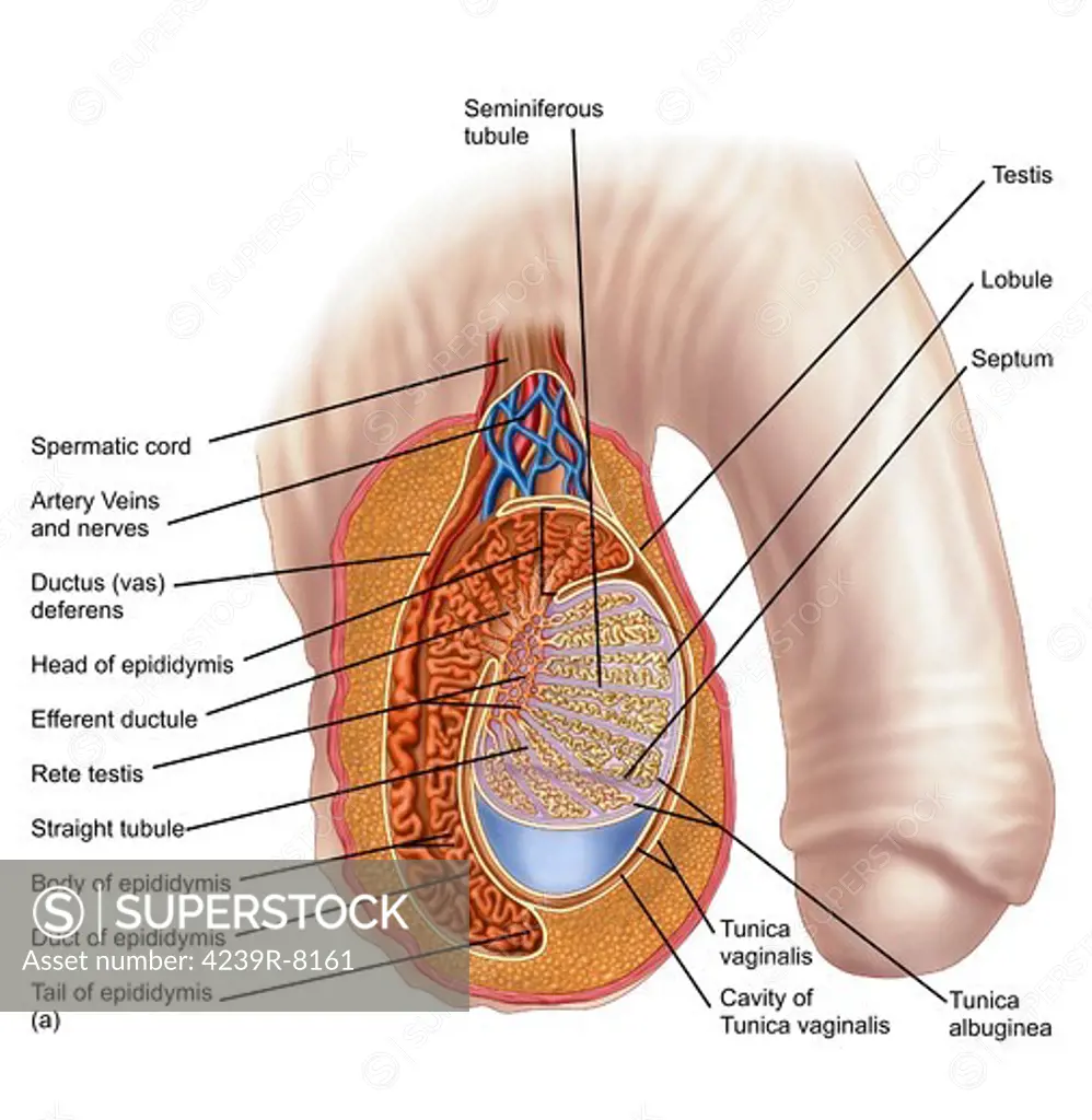 Anatomy of male testis.