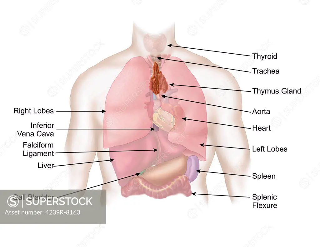 Medical illustration of human respiratory and digestive system.