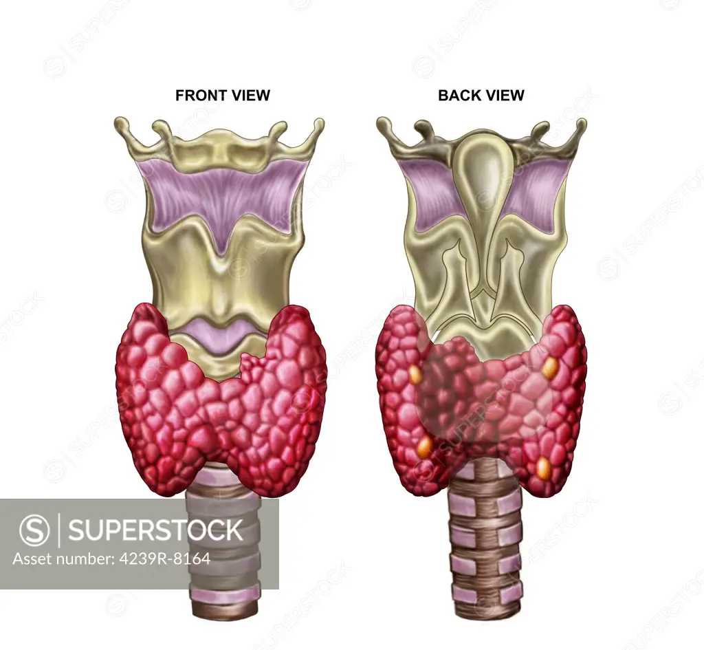 Anatomy of thyroid gland with larynx & cartilage.