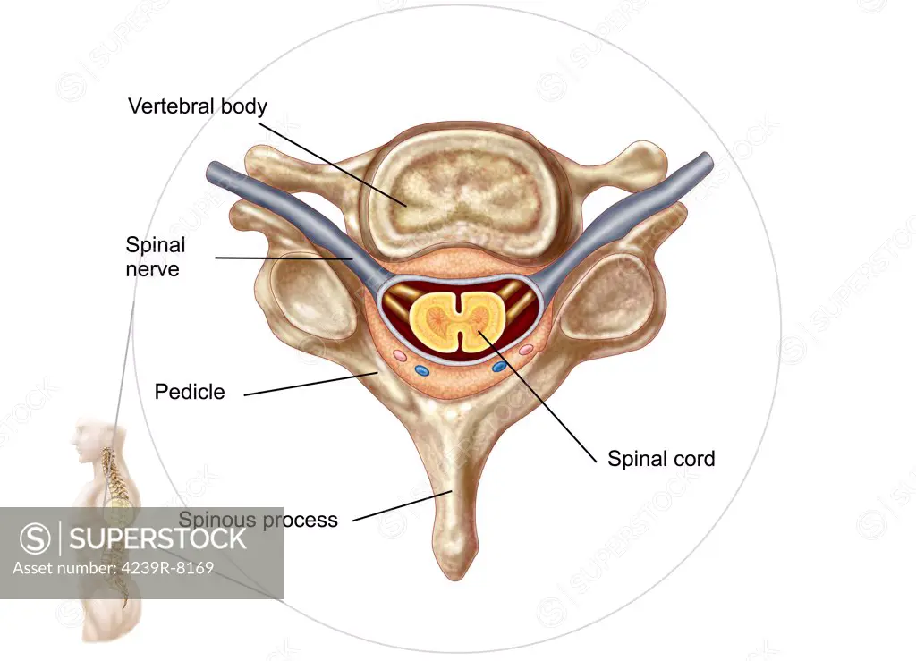 Anatomy of human vertebra.