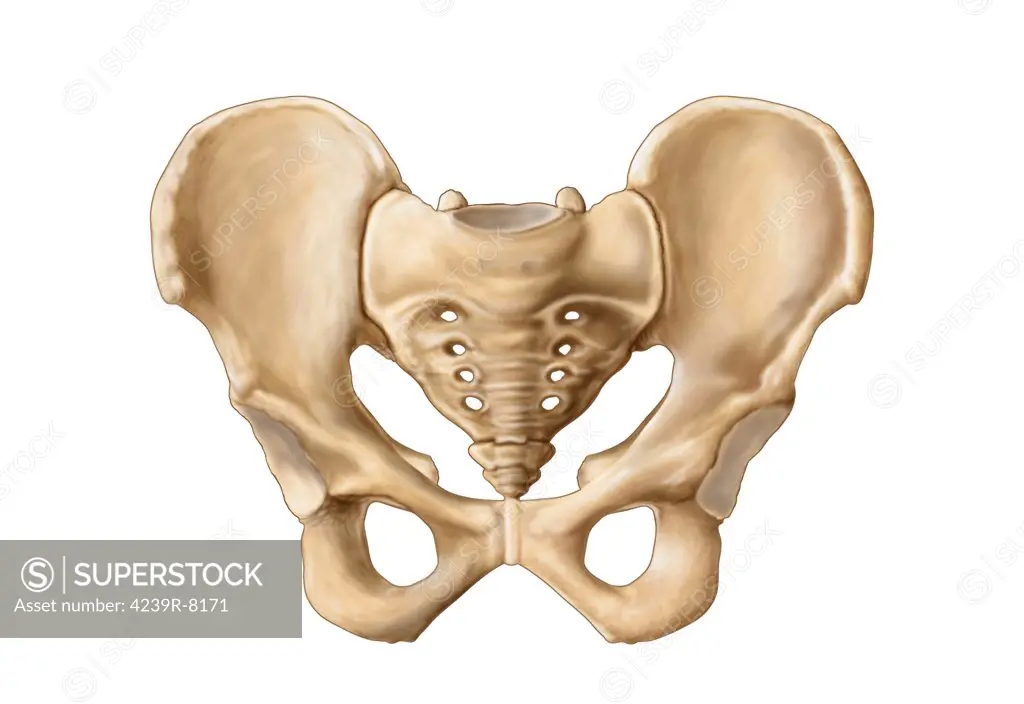 Anatomy of human pelvic bone.