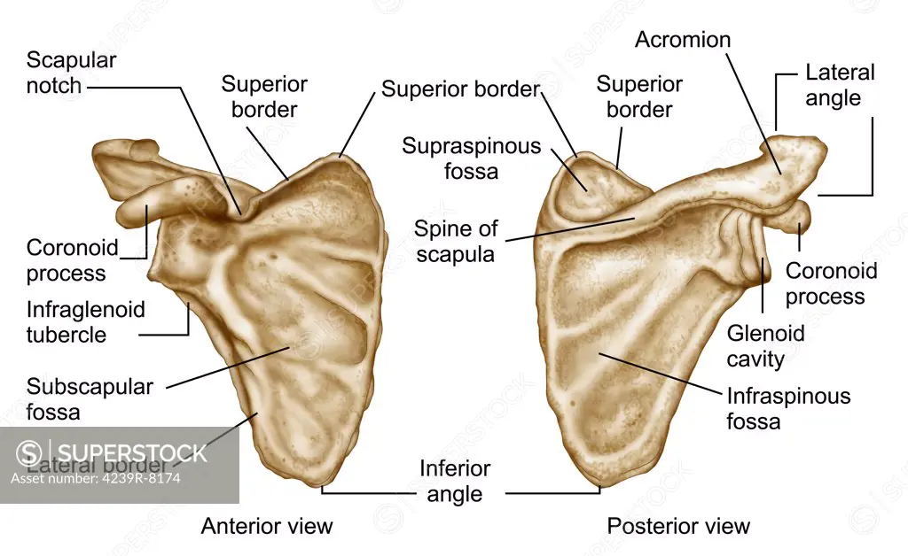 Medical illustration of human scapula bone.