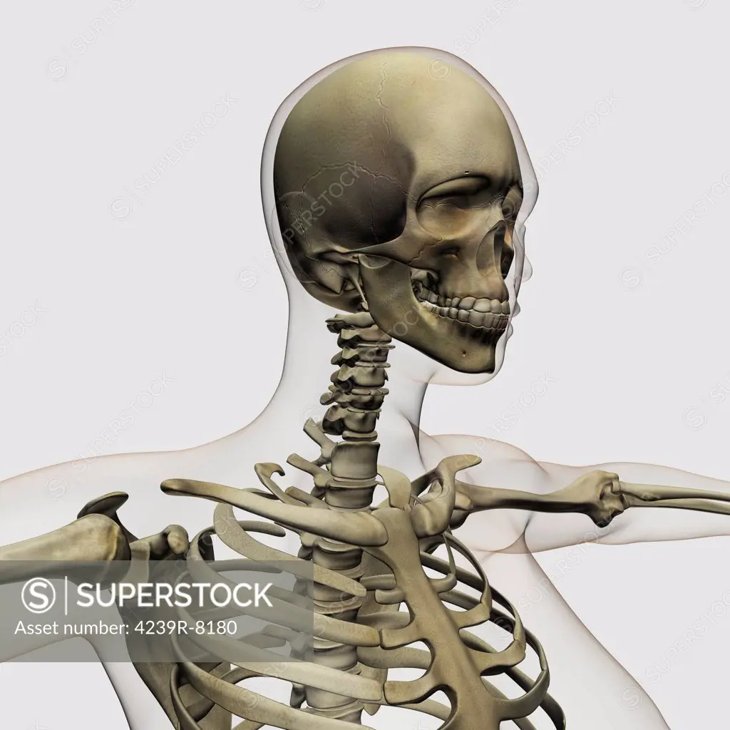 Medical illustration of a woman's skull and skeletal system, three dimensional view.