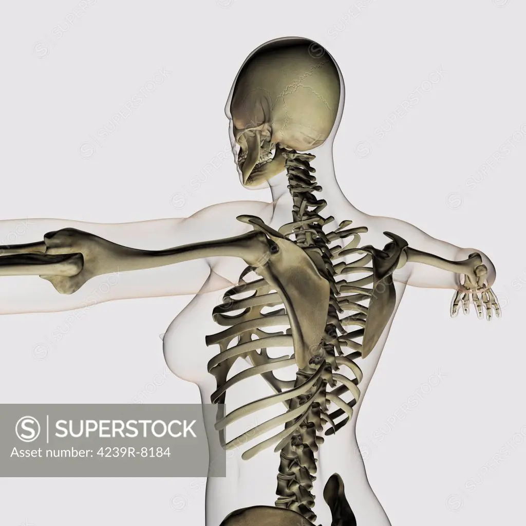 Three dimensional view of female upper back and skeletal system.