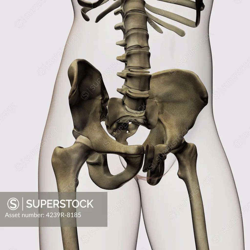 Three dimensional view of human pelvic bones.