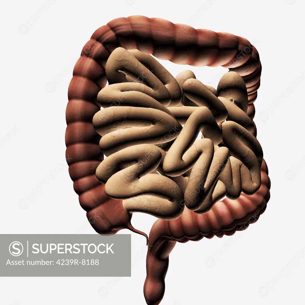 Medical illustration of the large intestine and small intestine, three dimensional view.