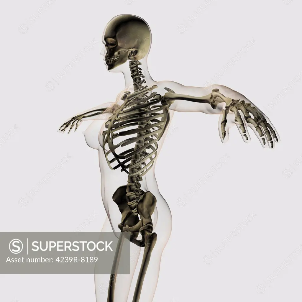 Three dimensional view of female skeletal system.