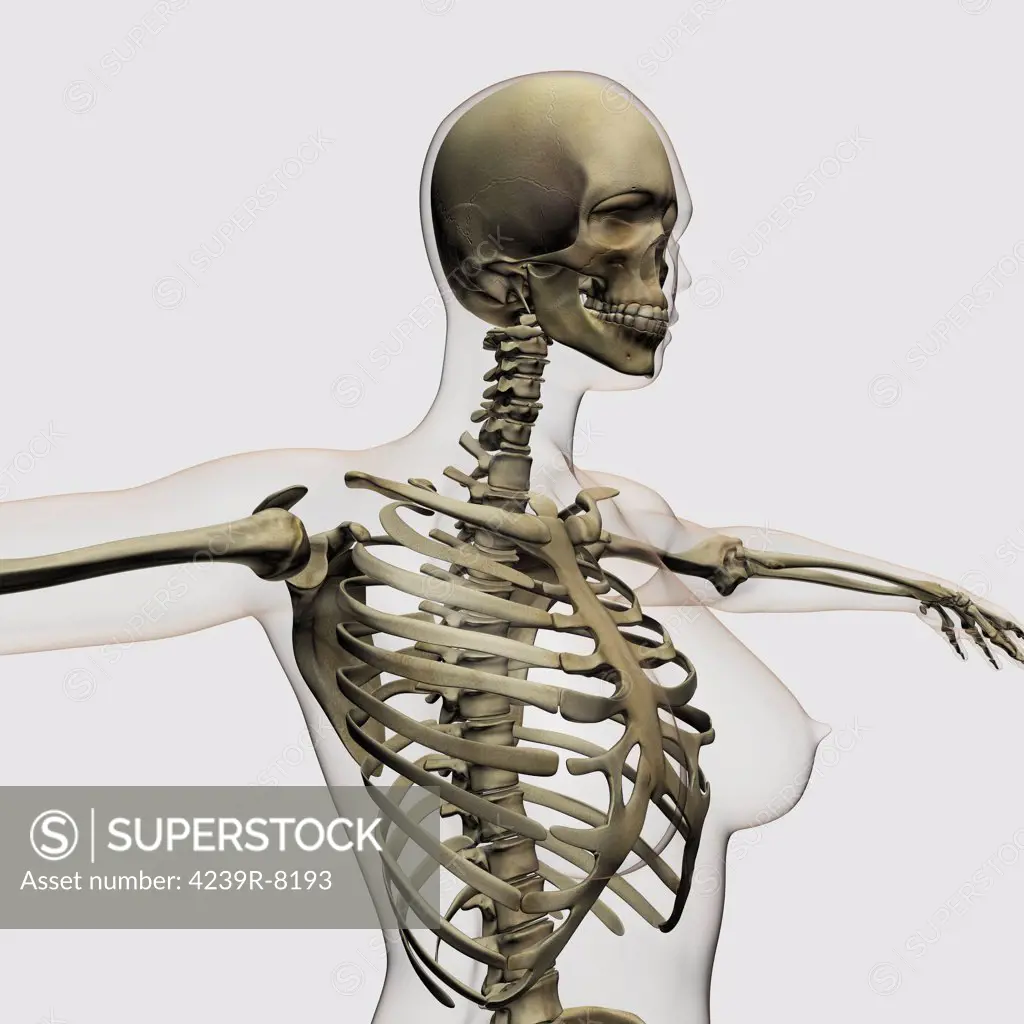 Three dimensional view of female rib cage and skeletal system.