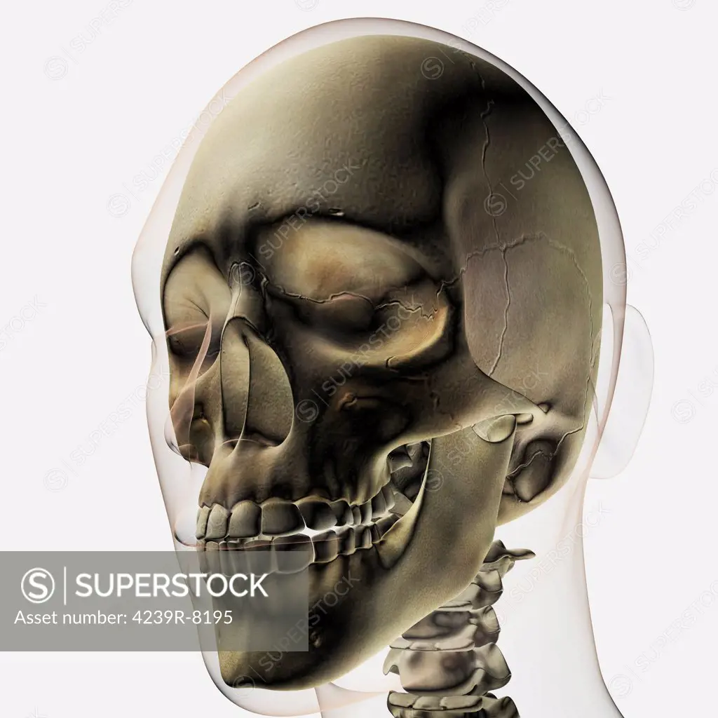 Three dimensional view of human skull and teeth.