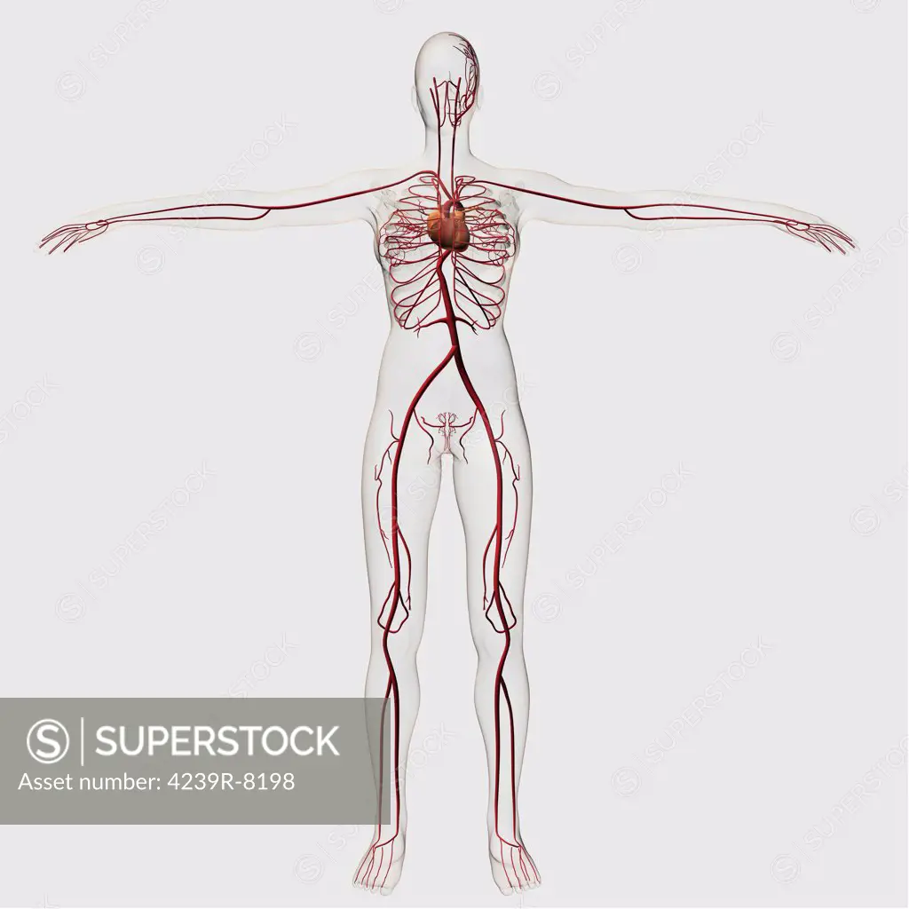 Medical illustration of female circulatory system with heart and arteries visible, full body view.